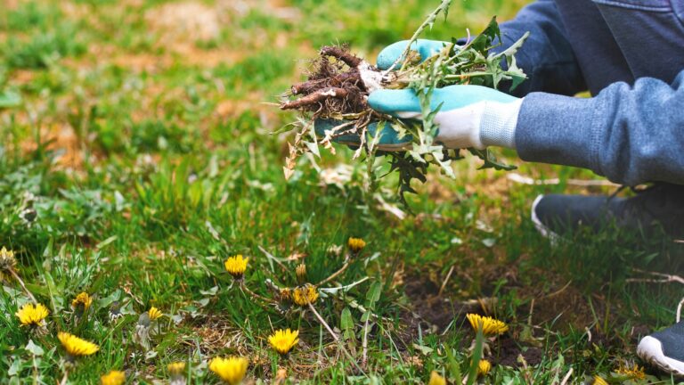 The Secret to a Weed-Free Lawn: Professional Gardeners Reveal the Only Way to Permanently Stop Weeds